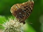 Butterfly Macro