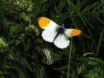 Orange Tip Butterfly