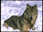 Grey Wolf