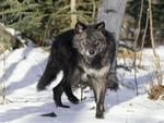 Black wolf in the snow