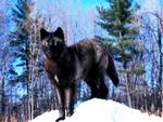Great lookig Black Wolf