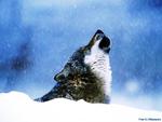 Howling wolf lonely