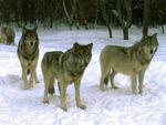 Wolfpack waiting for the hunt