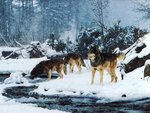 Winter Wolfpack