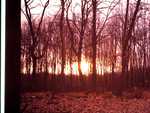 Sunset in the forrest