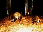 Wild pigs