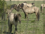 Konik Horses
