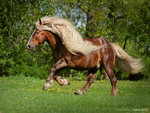 Black Forest Horse