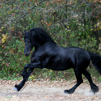 Keegan The Great Friesian