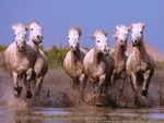 CamargueHorses