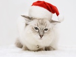 Christmas Cat
