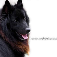 Belgian Shepherd