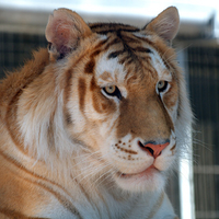 Big Orange Bengal Tiger