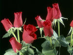 The red Roses