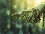 pine branch with snow