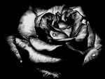Black rose