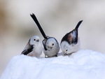 Snowy little trio