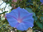 Blue Flower