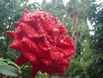Rose Rain