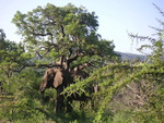 African elephant (Loxodonta africana) habitat