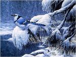 Blue Jay