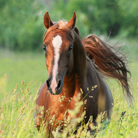 Chestnut Arabian