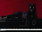 black panther and piano
