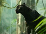 BLACK PANTHER