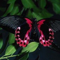 black butterfly