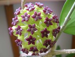 Hoya cinnamomifolia