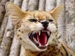 serval
