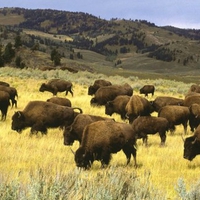 give me a home-where the buffalo roam