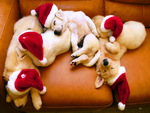 Christmas puppies