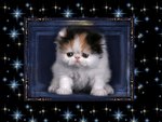 Sweet kitten in frame