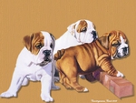 Adorable bulldog pupies