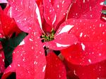 Shimmer Star Surprise Poinsettia