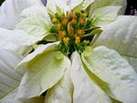 White Poinsettia