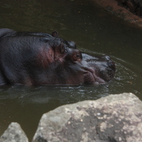 Hipopotamo zoologico