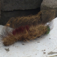 Big Caterpillar
