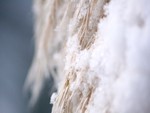 Pampas Grass