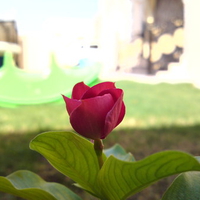 red rosa in my gardinia