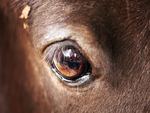 Horse eye