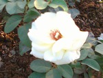 White rose