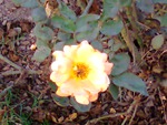 yellow rose