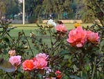 Rose garden