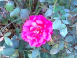 Pink rose