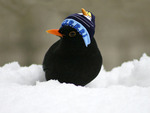 Winterbird