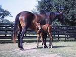 Mother and Foal