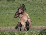 Wild Horses Fighting
