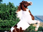 Pinto Horse